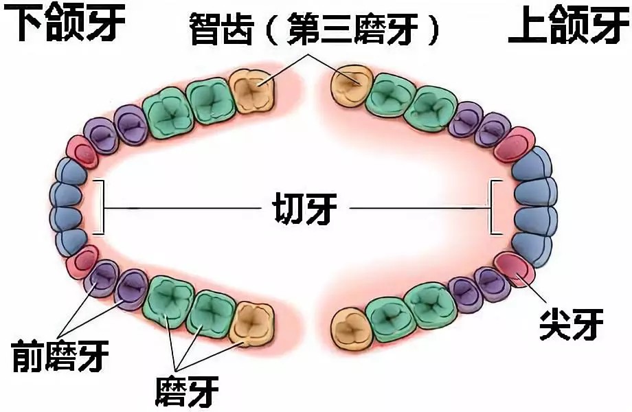 一般来说,正常牙齿是28颗,加上4颗智齿,一共32颗.